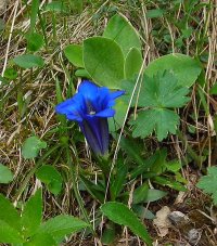 Trumpet gentian